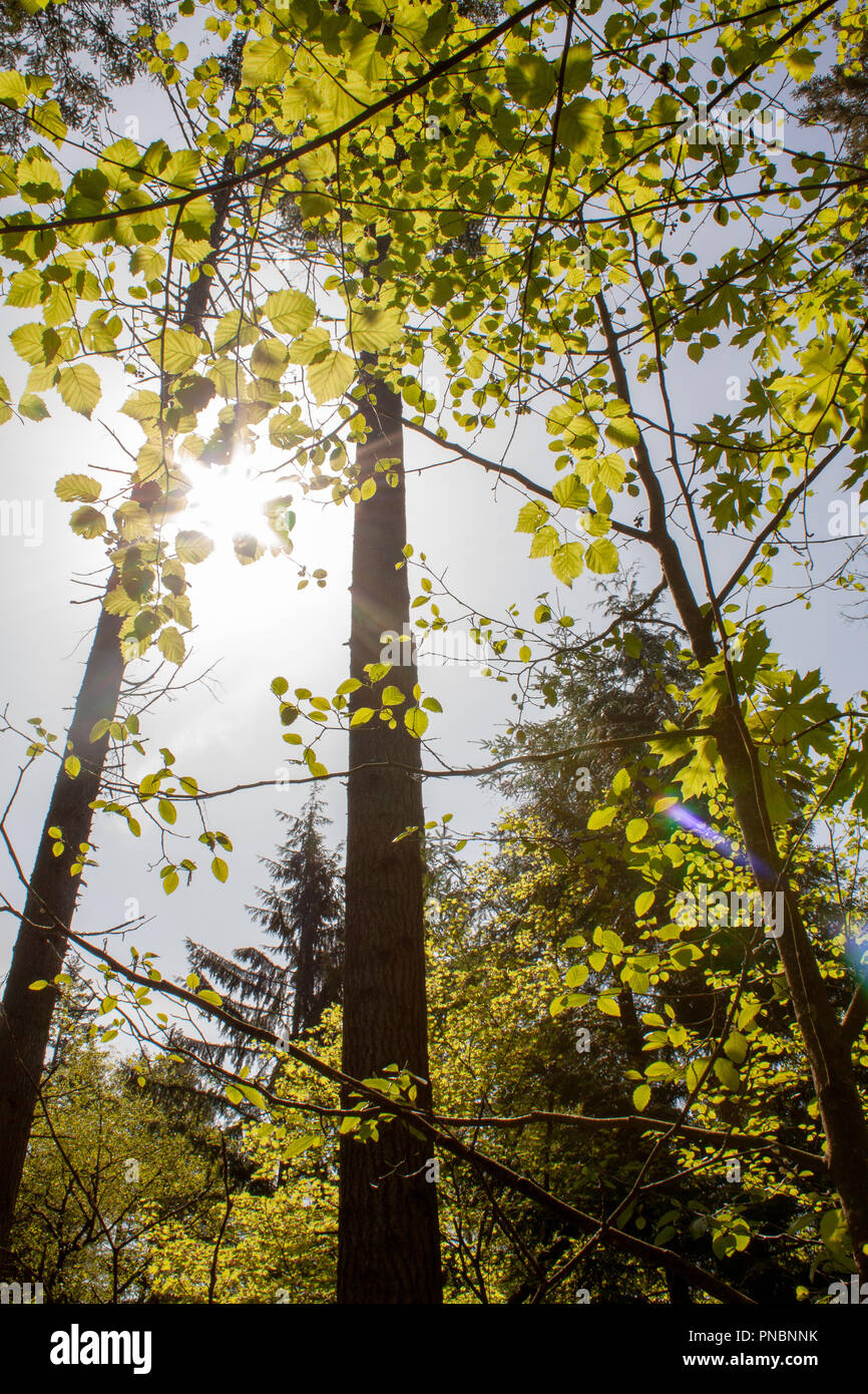 Sonnenlicht Filterung durch Frühling Bäume in der wunderschönen Natur bewahren in White Rock, British Columbia. Stockfoto