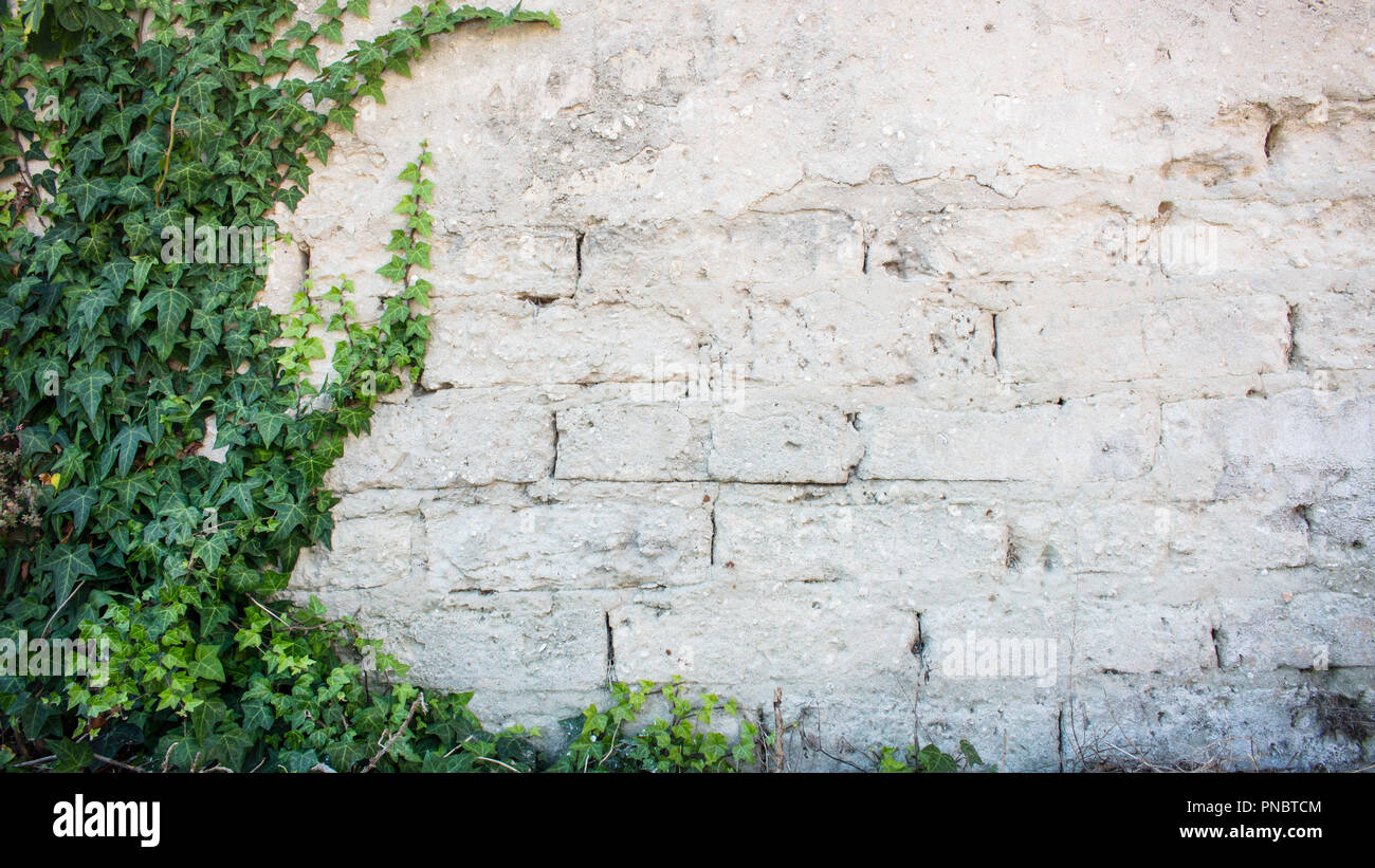 Rustikale Mauer mit freiliegenden Ziegeln Hälfte durch gemeinsame Efeu bedeckt. Auch als Hedera helix Efeu oder Europäischen Efeu bekannt. Stockfoto