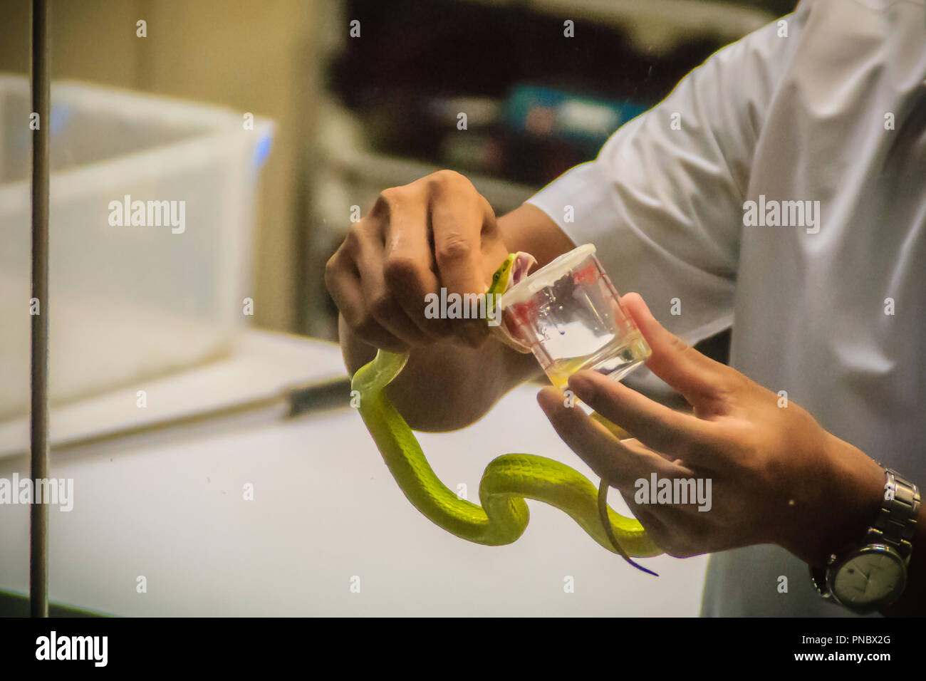 Melken green pit Viper (Ein älterer Name) Schlange für Venom Schlange Gegenmittel Serum zu produzieren Stockfoto