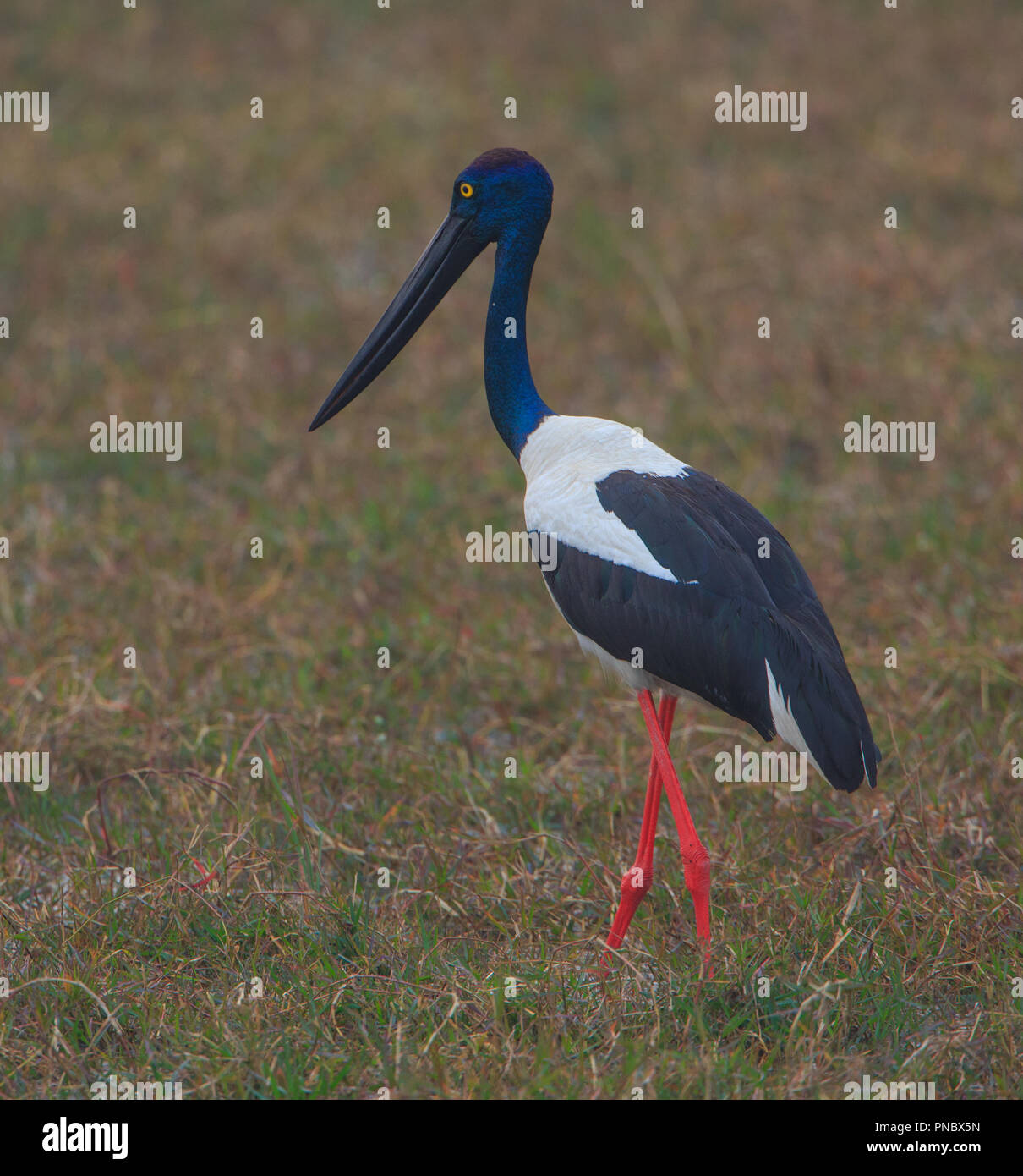 Black-necked Stork - Bharatpur Vogelschutzgebiet (Rajasthan - Indien) Stockfoto