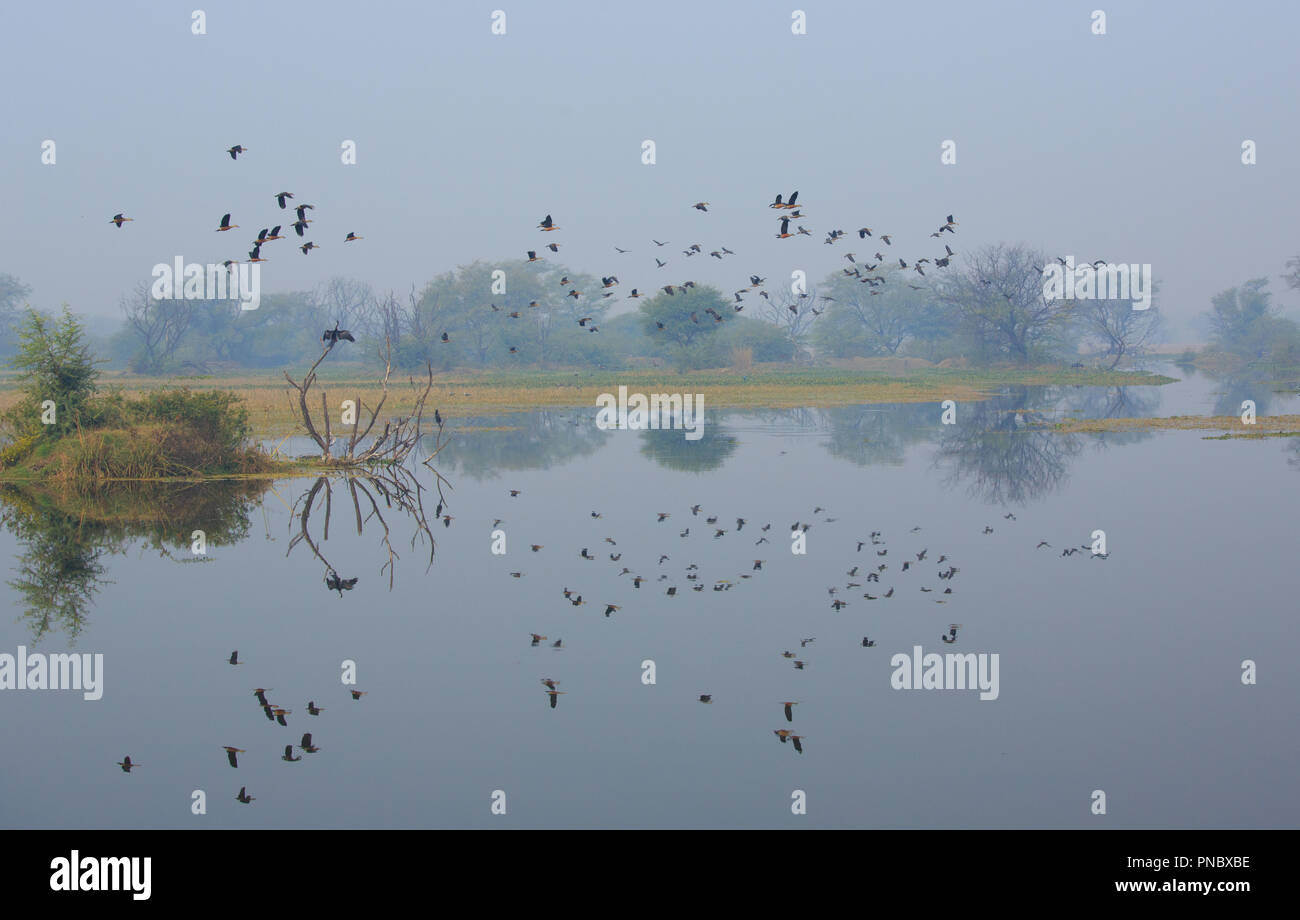 Bharatpur Vogelschutzgebiet (Rajasthan - Indien) Stockfoto