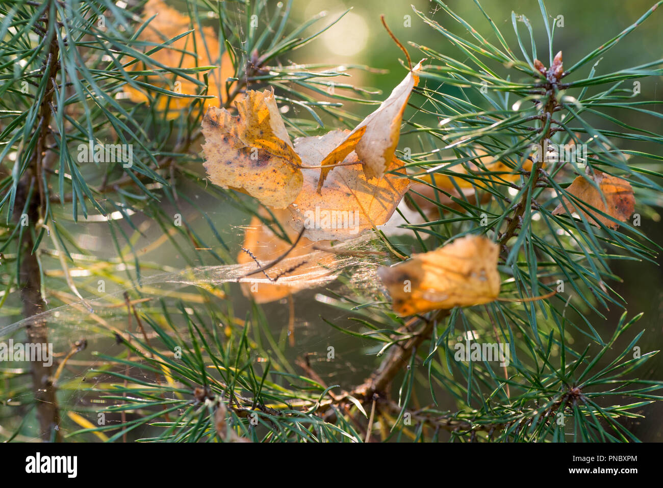 Herbst birke Blätter, die im Spinnennetz auf pine Zweig Stockfoto