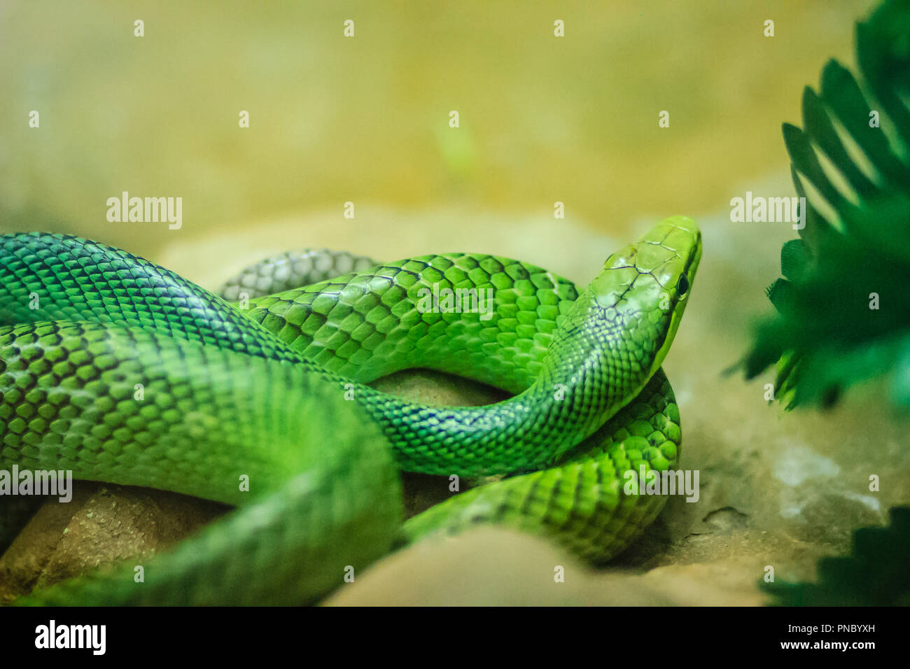 Red-tailed Racer snake (Gonyosoma oxycephalum). Es ist eine Schlange in einem grünen Körper und eine rot-orange Schwanz, auch bekannt als arboreal ratsnake und Stockfoto