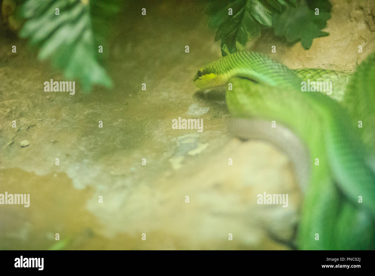 Red-tailed Racer snake (Gonyosoma oxycephalum). Es ist eine Schlange in einem grünen Körper und eine rot-orange Schwanz, auch bekannt als arboreal ratsnake und Stockfoto