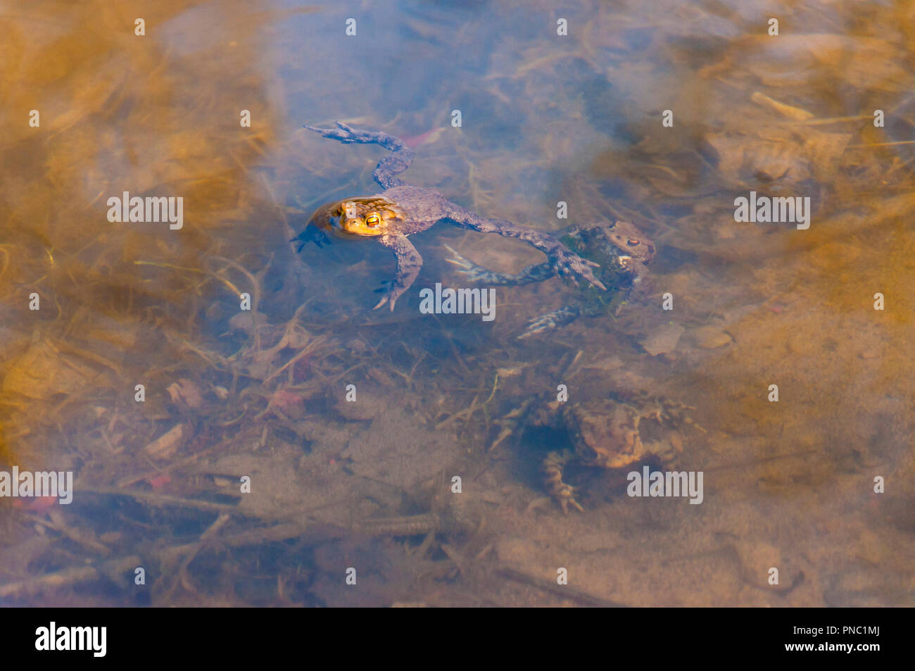 Erdkröten, Bufo Bufo - Amphibien im Wasser Serie von Aufnahmen wurden in Vilnius, Litauen im Frühjahr gemacht. Erdkröten variieren von Dunkelbraun, Gr Stockfoto