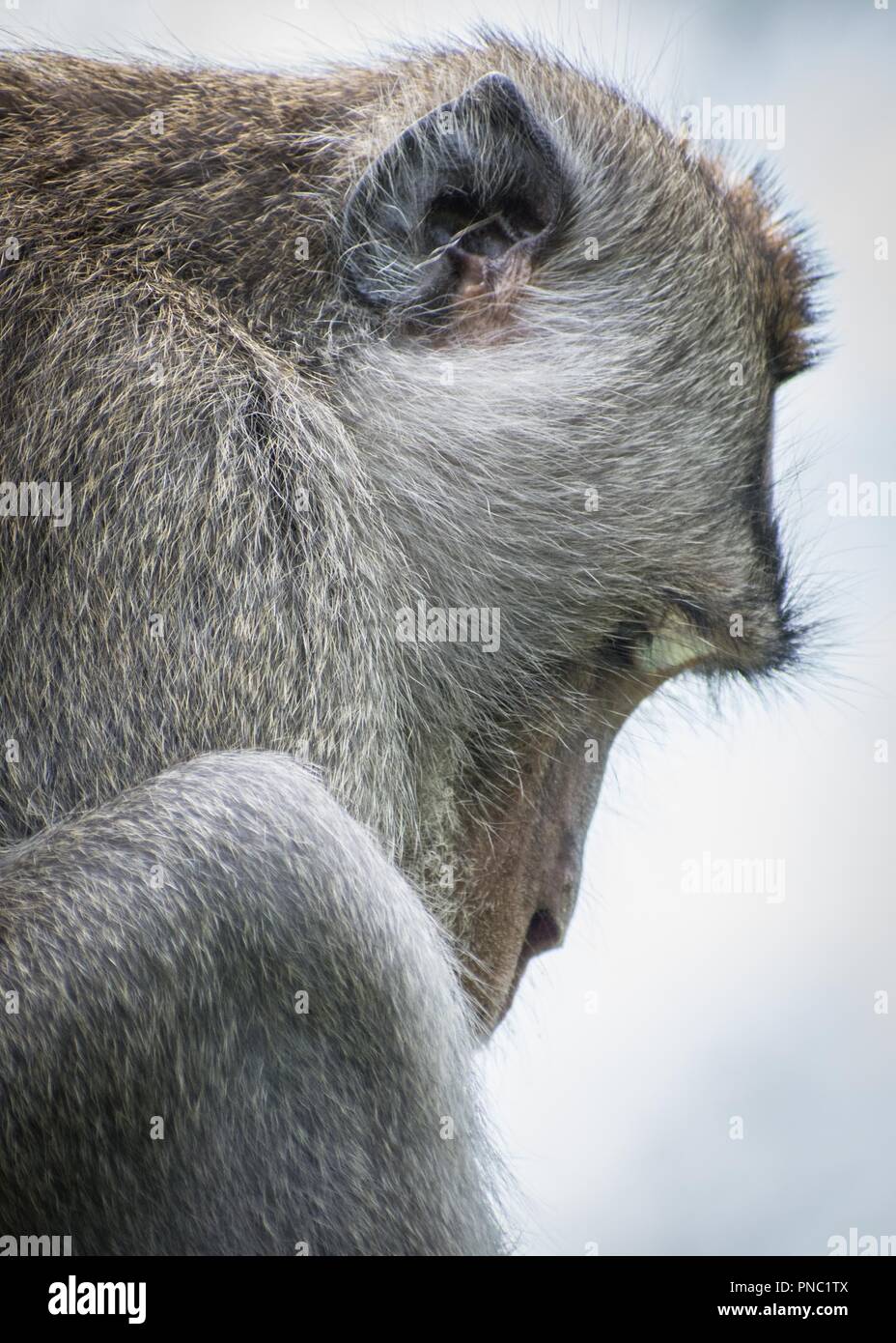 Balinesische Long-tail Monkey Stockfoto