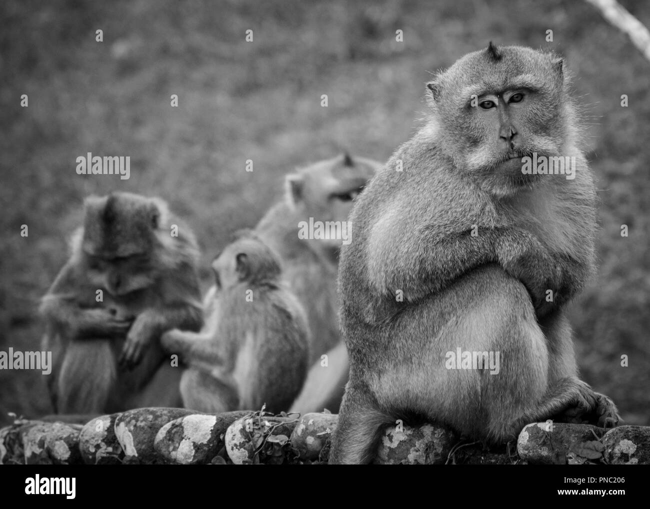 Balinesische Long-tail Monkey Stockfoto