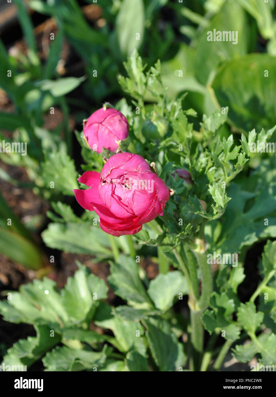 Garten, Terry, dunkel rosa Ranunkeln Stockfoto