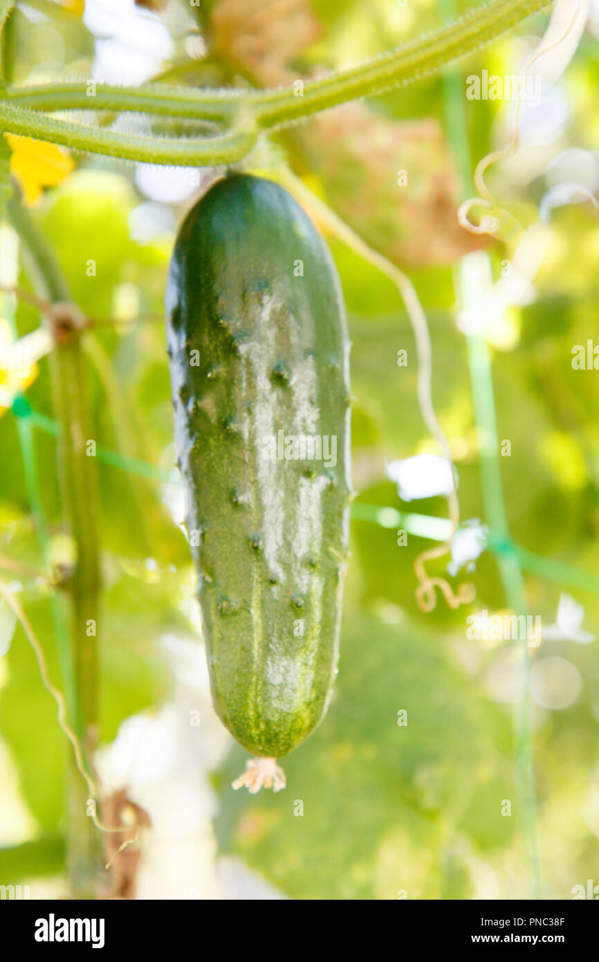 Grün reif Gurke auf einem Busch mit Blättern. Gurke im Garten wächst. Stockfoto