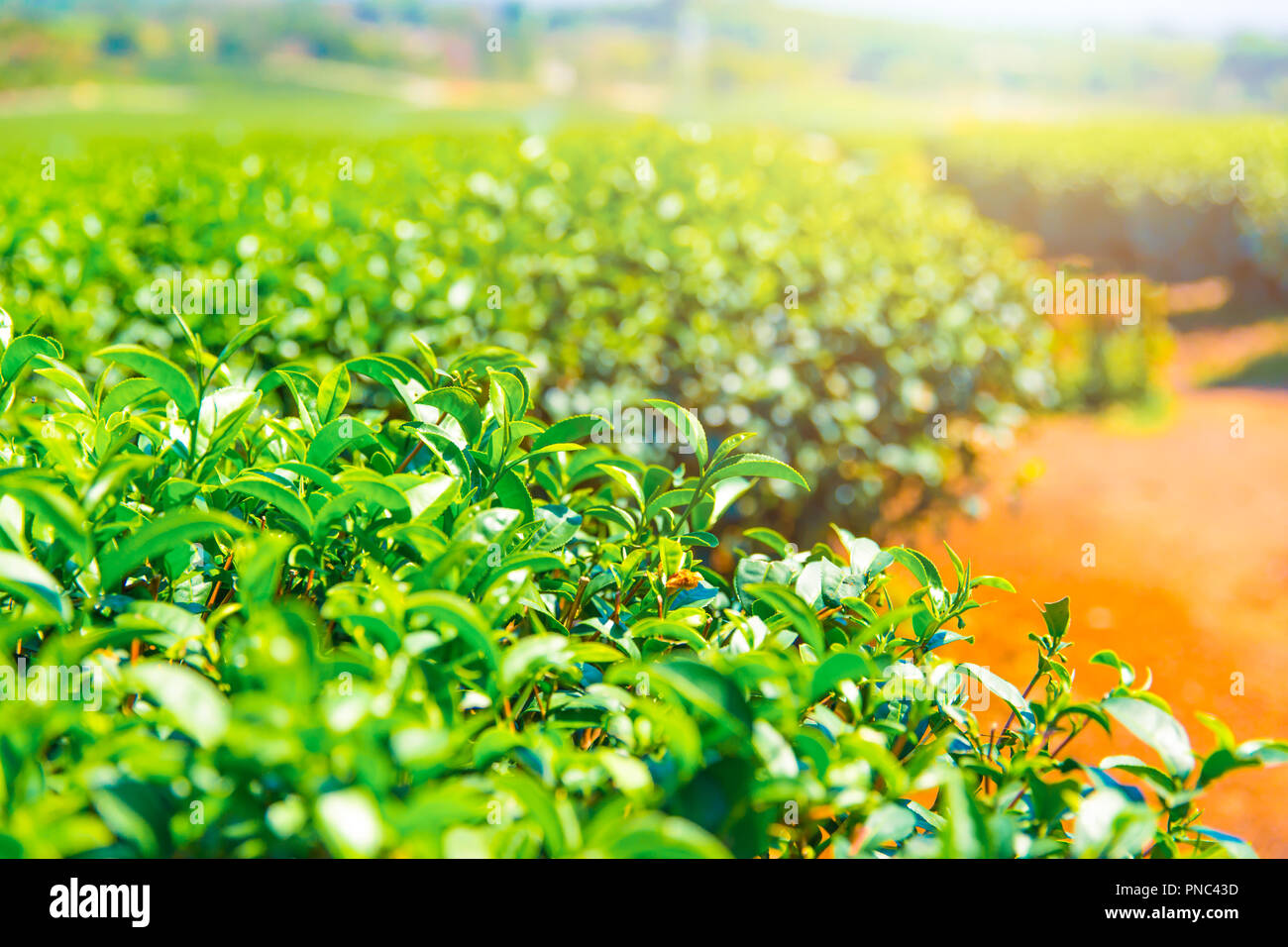 Tee pflanze Landwirtschaft Industrie in Thailand Chiangrai Berghang. Stockfoto