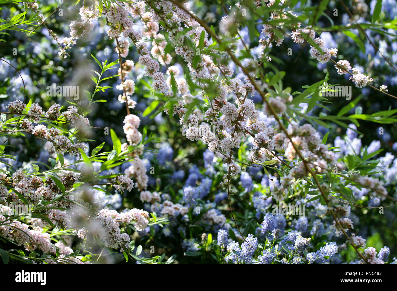 Buddleja alternifolia (wechselblättriger Schmetterlingsbusch) mit Ceanothus im Hintergrund Stockfoto