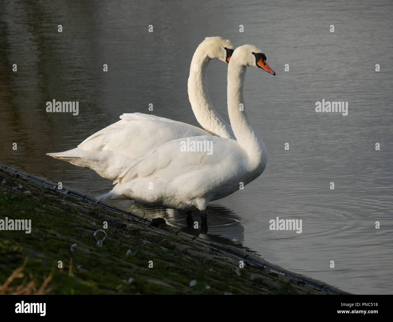 Ein paar Höckerschwäne Stockfoto