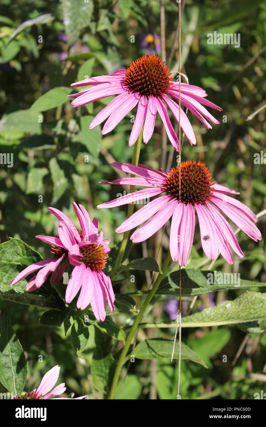 Schöne und riesige Ostviolette Kegelblume (Echinacea purpurea) in einem Wildblumenfeld an einem Spätsommer- und frühen Herbsttag. Stockfoto