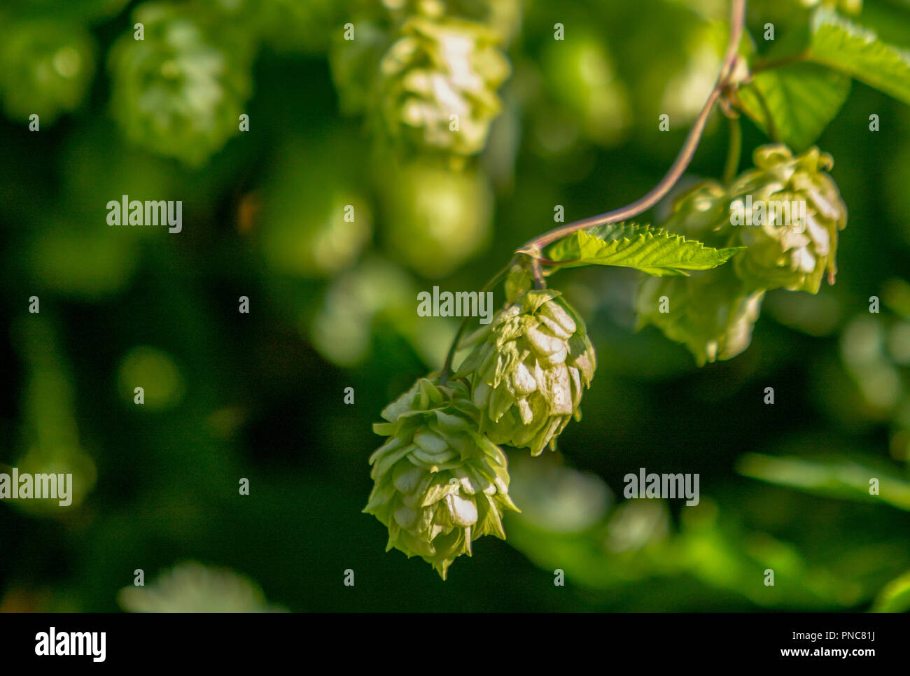 Hop. Die Anlage liegt in der Nähe. Fotos im Freien Stockfoto