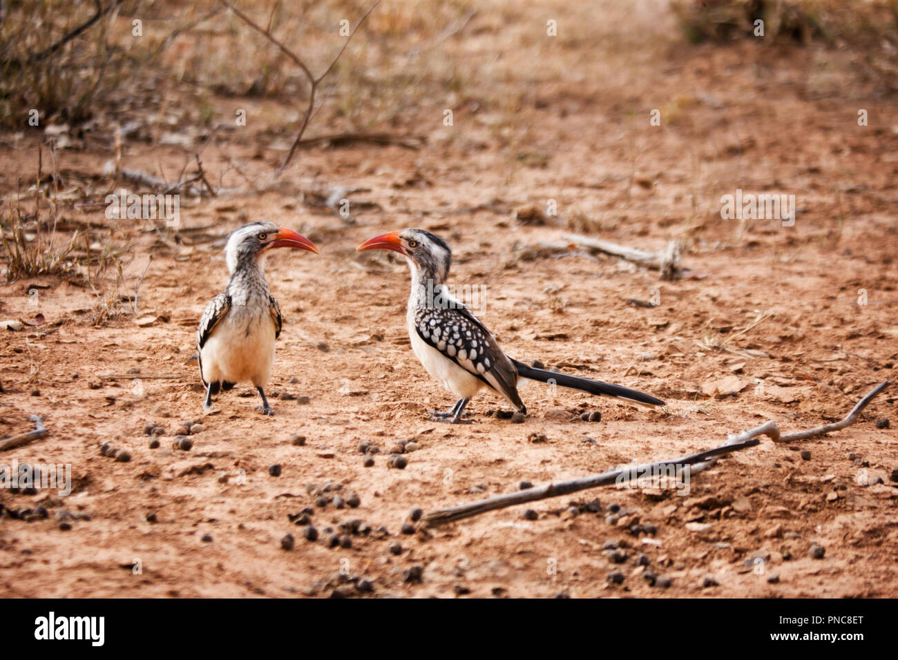 Nashornvogel Vögel auf dem Sand auf dem Boden, Botswana, Afrika. Stockfoto