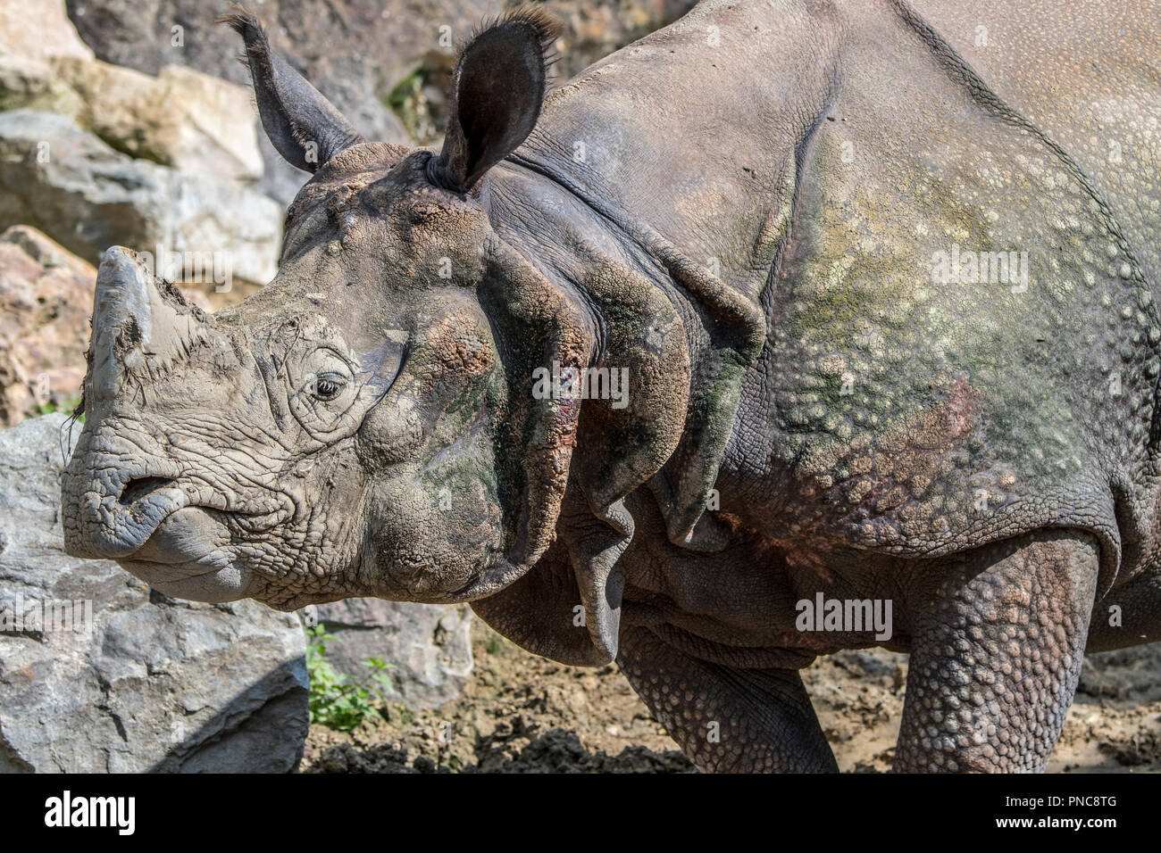 Indische Nashorn (Rhinoceros unicornis) Close-up von Kopf mit Horn und ...