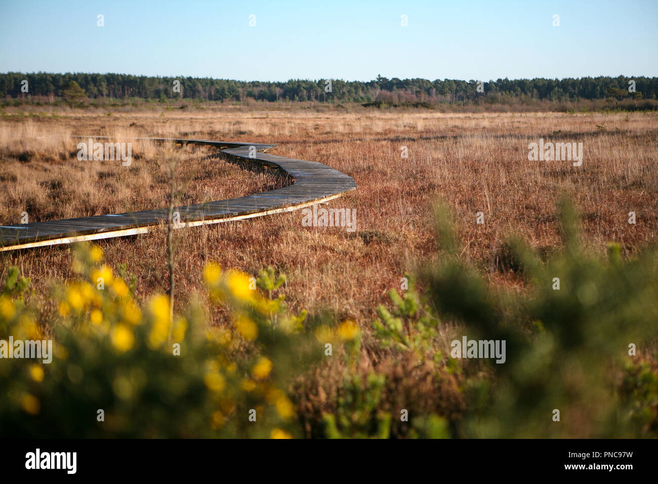Boardwalk durch Wetland Nature Reserve, winter Stockfoto