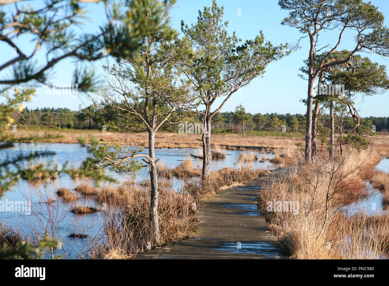 Boardwalk durch Wetland Nature Reserve, winter Stockfoto