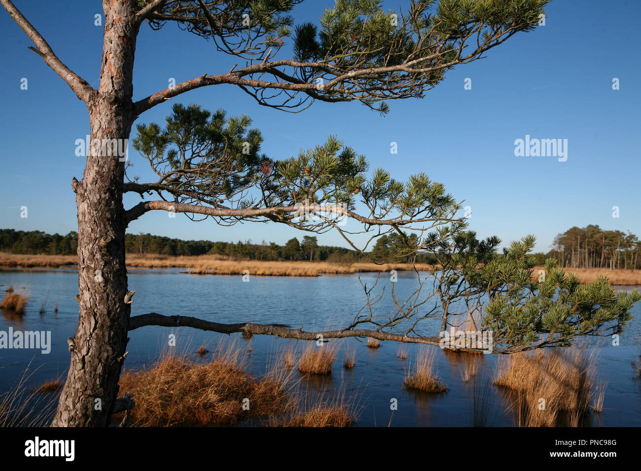 Pinus Zweige am Wetland Nature Reserve, thursley Gemeinsamen, klaren Tag im Winter Stockfoto