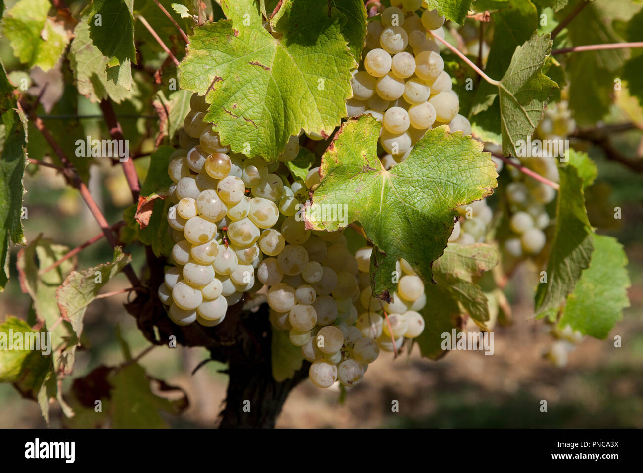 Château de Monbazillac Stockfoto