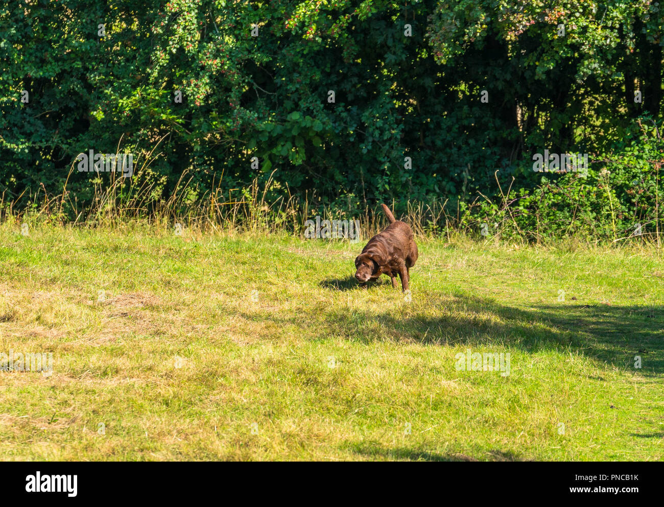 Chocolate Labrador im Feld Herefordshire UK Stockfoto