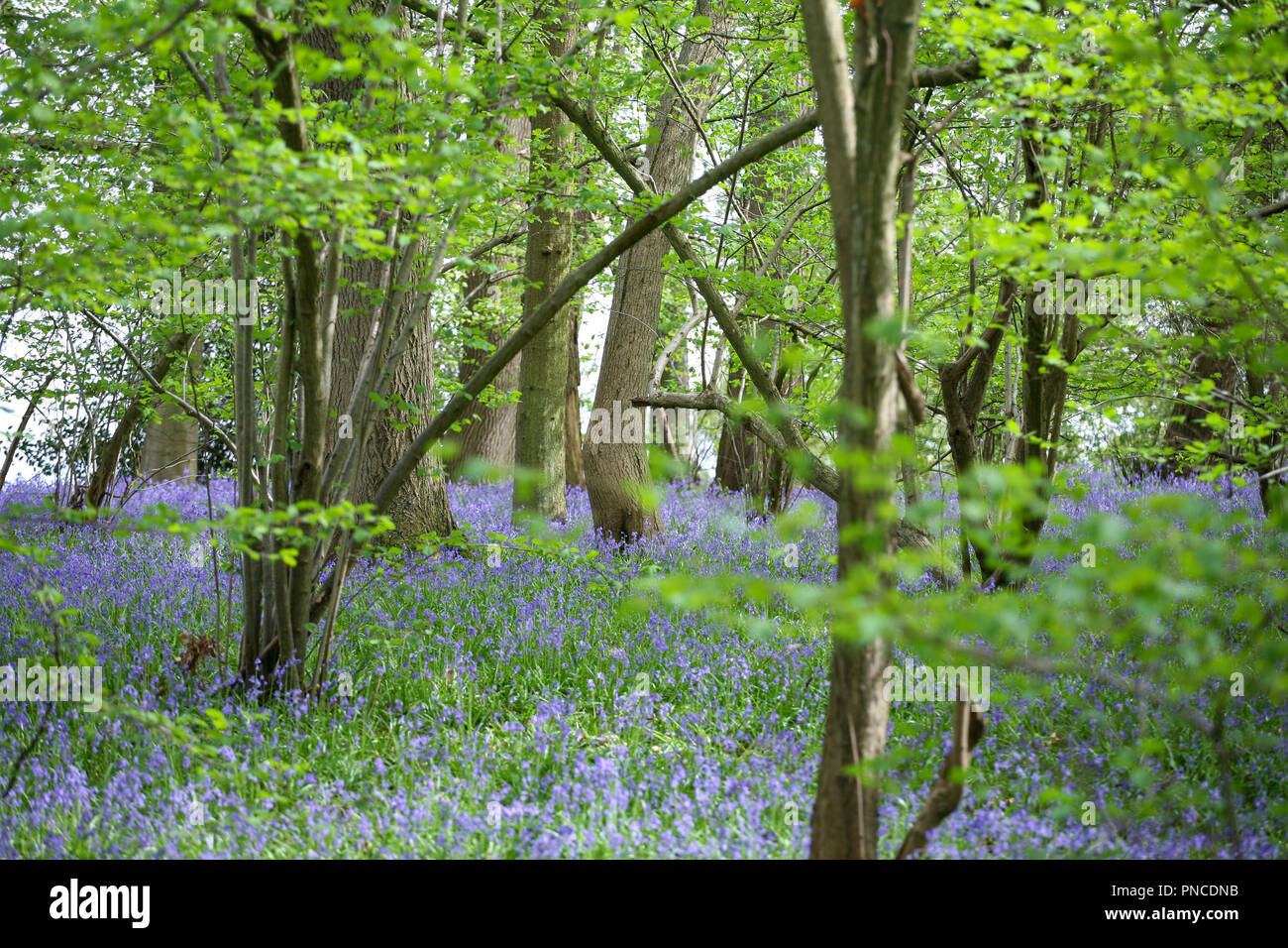 Alten Englischen Bluebell (Hyacinthoides non-scripta) Woodland Stockfoto