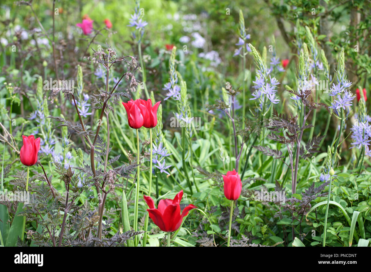 Rote Tulpen, Anthriscus 'Ravenswing', Camassia einpflanzen Kombination Stockfoto