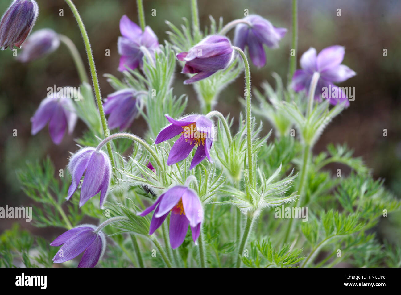 Pulsatilla vulgaris Stockfoto