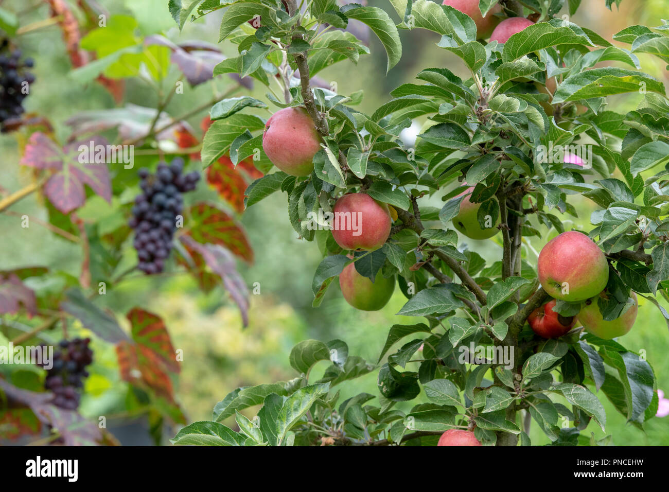 Malus Domestica. Äpfel auf einem Baum vor Trauben am Weinstock in einem englischen Garten Stockfoto