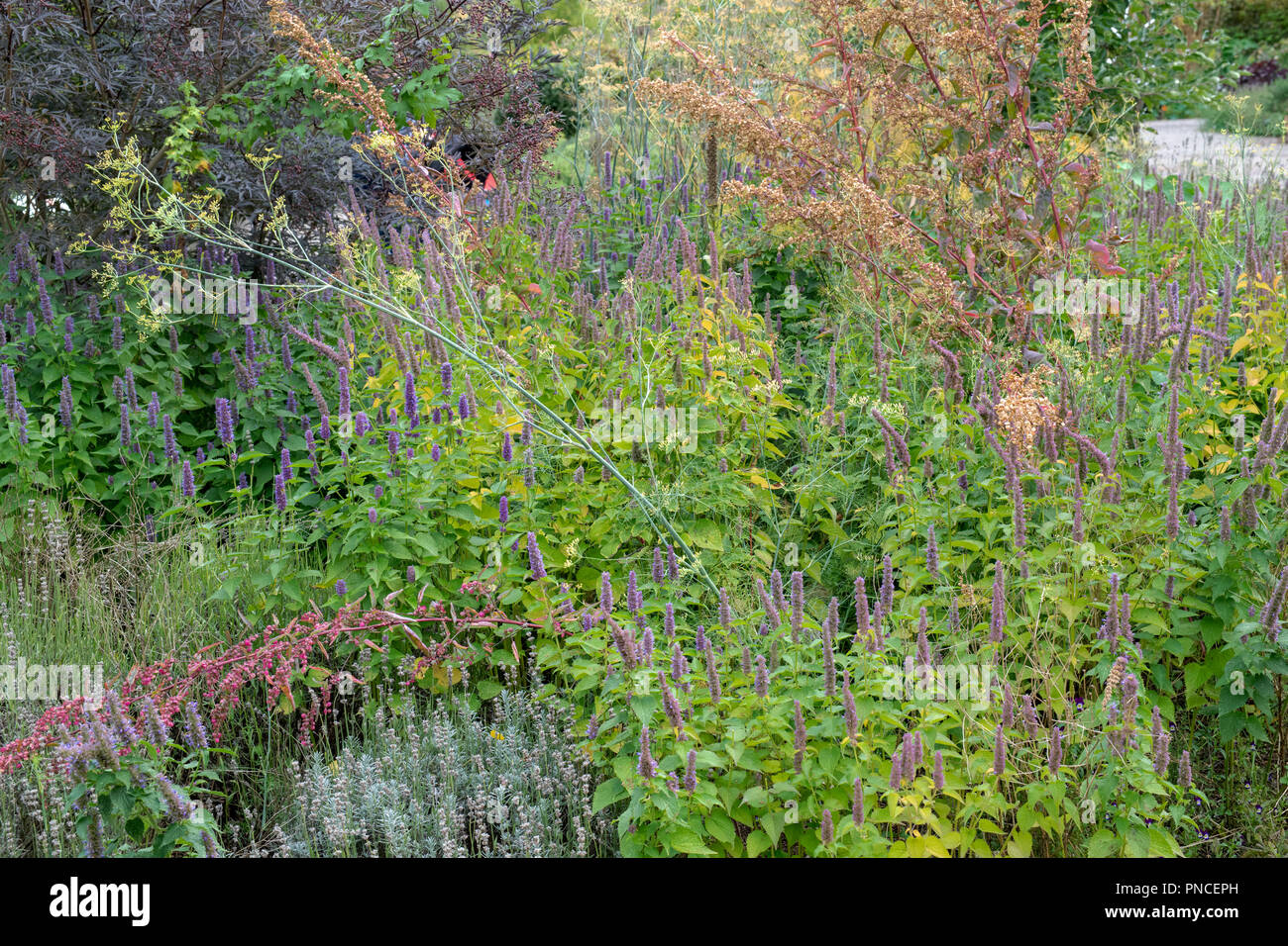 Kräutergarten Grenze bei RHS Wisley Gardens im September. RHS Wisley, Surrey, Großbritannien Stockfoto