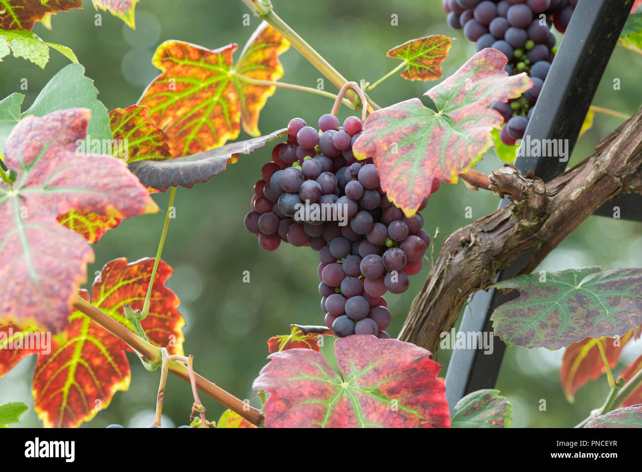 Die Vitis labrusca chuyler' Traube. Grapevine DES chuyler' Stockfoto