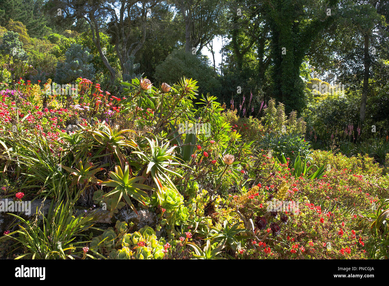 Der mediterrane Garten, Tresco Abtei, Isles of Scilly, Großbritannien Stockfoto