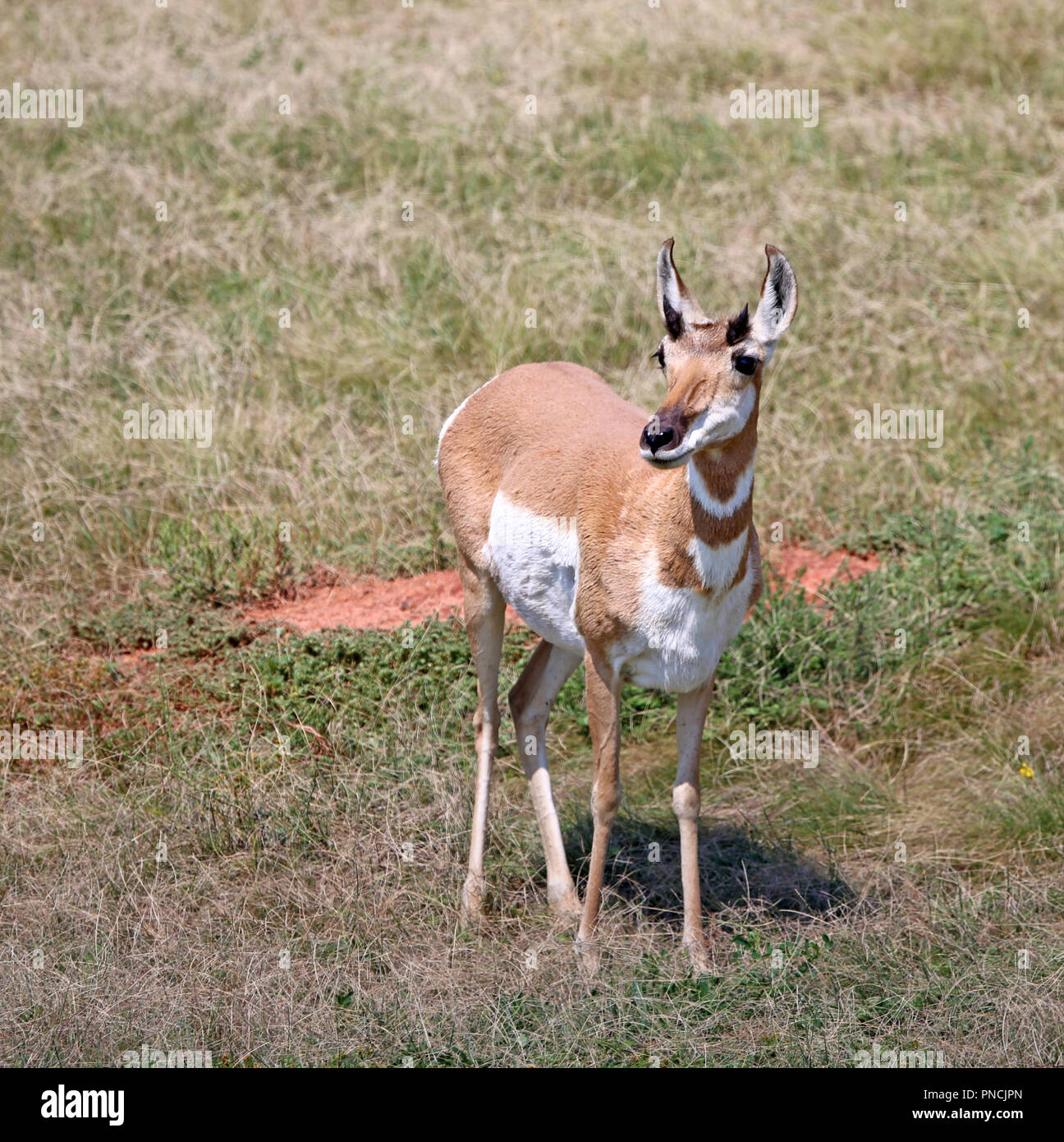 Pronghorn Antilope auf Wiesen von Südwesten Stockfoto