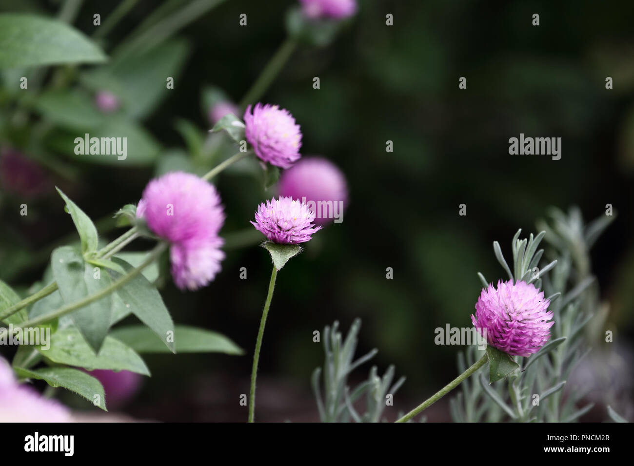 Globus Amaranth oder Gomphrena nana Blumen wachsen in einem Garten. Extrem flache Tiefenschärfe mit selektiven Fokus auf Blume in der Mitte vom Bild. Stockfoto