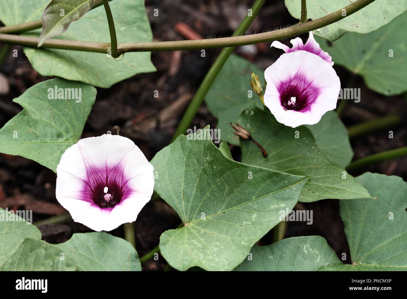 Süßkartoffel blüte -Fotos und -Bildmaterial in hoher Auflösung – Alamy