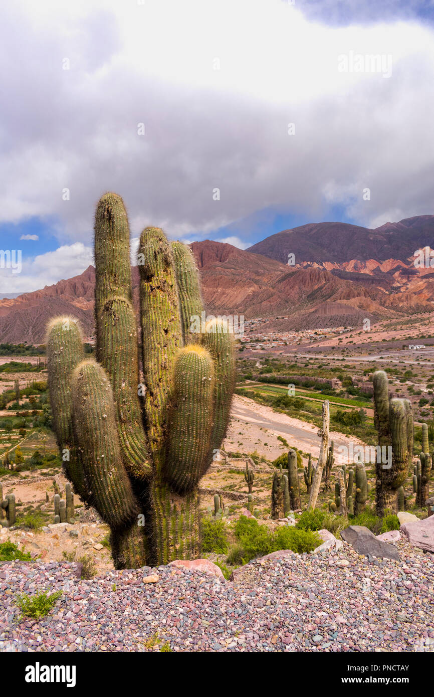 Ein riesiger Kaktus (echinopsis Atacamensis) in Tilcara, Provinz Jujuy,  Argentinien mit einem Tal und die bunten Berge im Hintergrund  Stockfotografie - Alamy