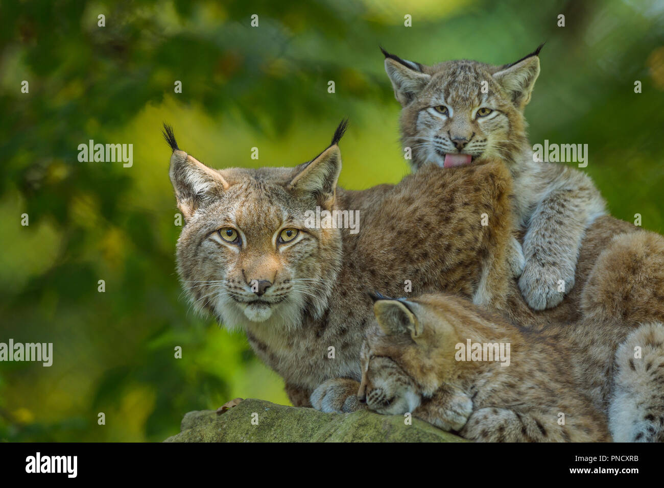 Eurasischen Luchs Lynx lynx, Weibchen mit zwei Kätzchen, Deutschland, Europa Stockfoto