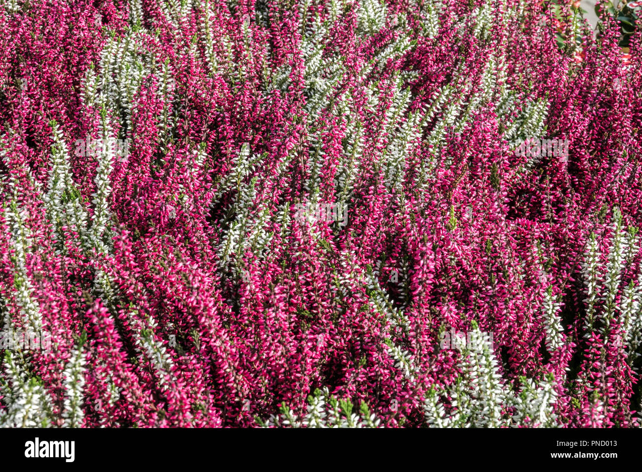 Gemeine Heide Weiß Rot Calluna vulgaris Blumen gemischt Stockfoto