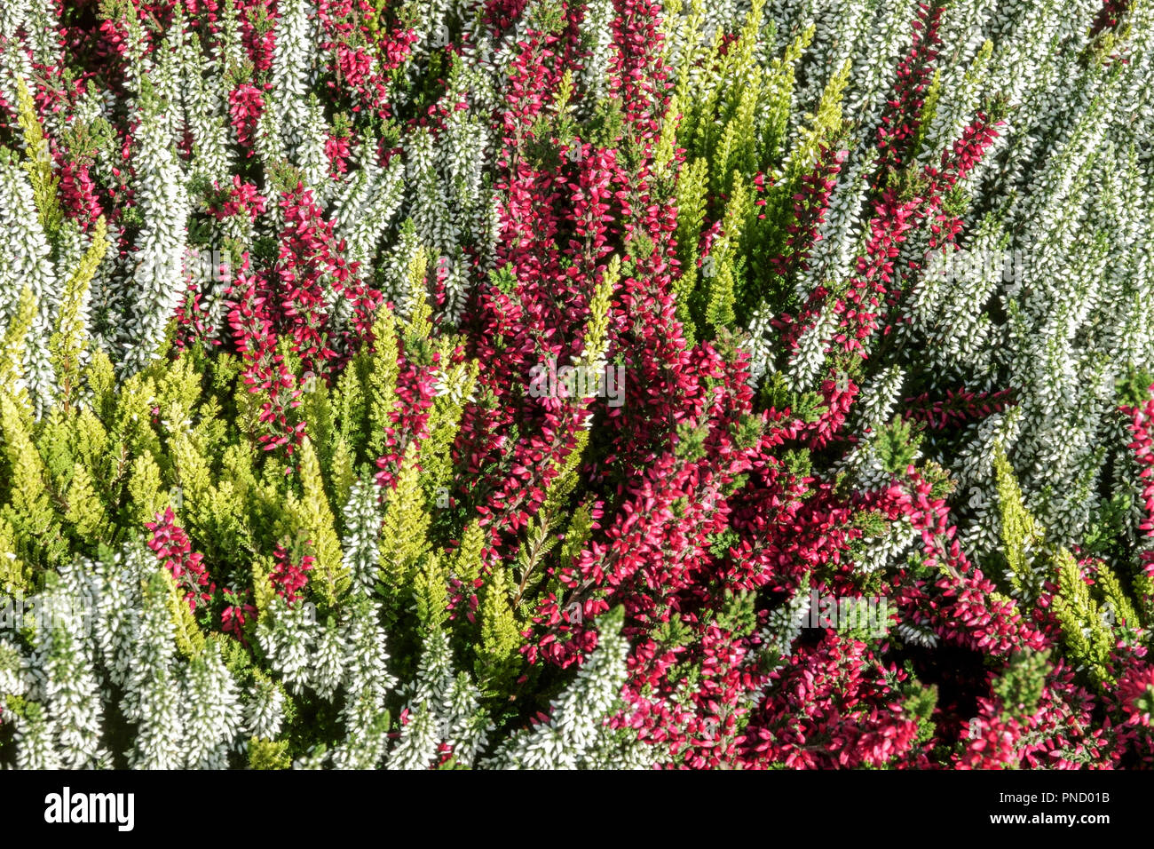 Gewöhnliche Heidekraut Calluna vulgaris, farbige Gartenbauarten bunte Blumen Calluna vulgaris 'Beauty Ladies' Stockfoto