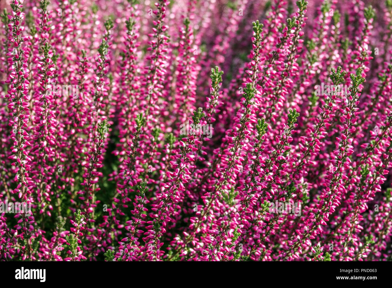 Gewöhnliche Heidekraut Blumen Calluna vulgaris, bunte Gartenpflanzen Stockfoto