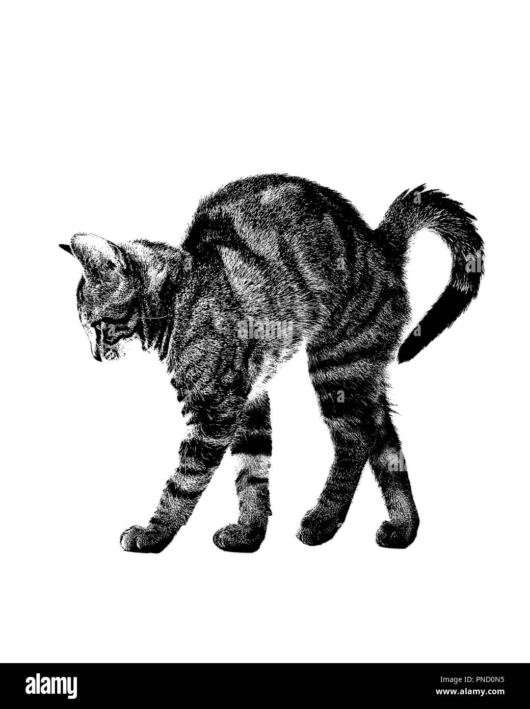 1970 GEMEINSAME INLÄNDISCHE TABBY KATZE Felis catus WÖLBEN ZURÜCK IM PROFIL HOHER KONTRAST TONTRENNUNG GRAFISCHE WIRKUNG - c 11481 HAR 001 HARS TONTRENNUNG Stockfoto