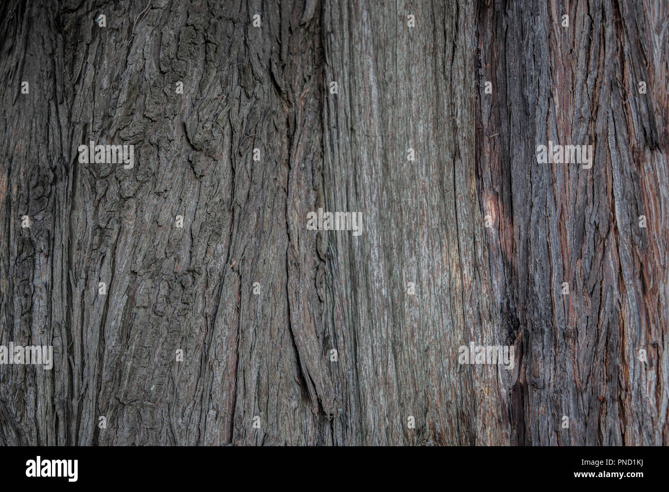 Rinde eines thuja Baum Stockfotografie - Alamy