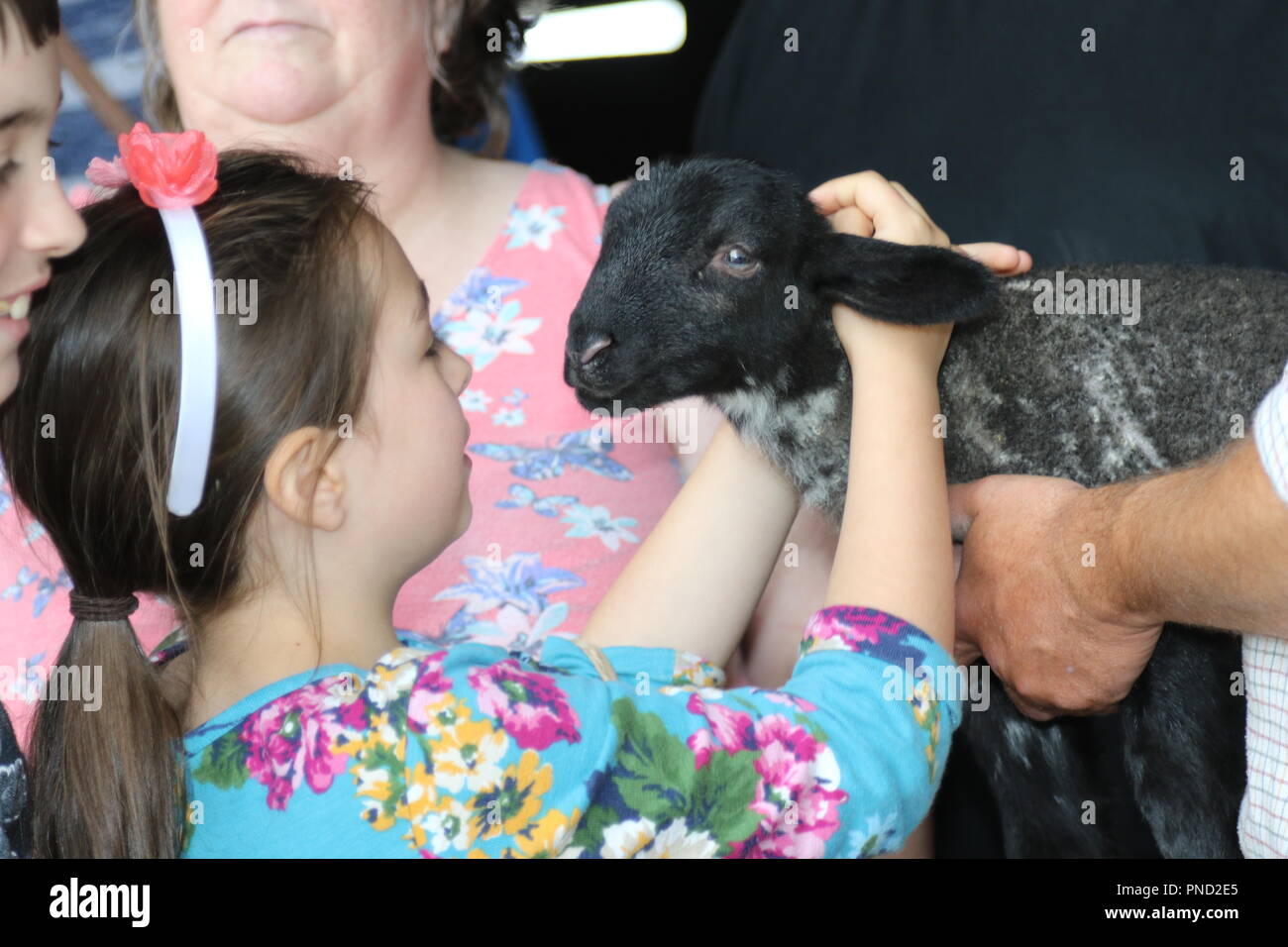 Open Farm Sonntag, Kinder in der Landwirtschaft Eier Stockfoto