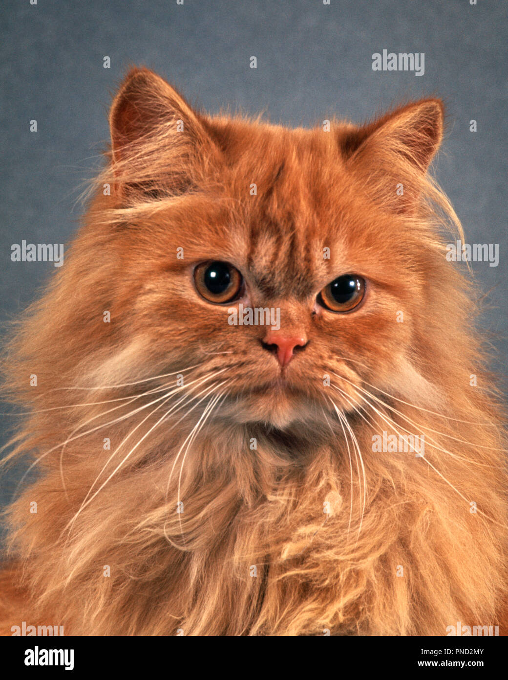 RED PERSISCHEN lange Haare Katze STERN GESICHTSAUSDRUCK AUF KAMERA-kc 8759 PHT 001 HARS ALTMODISCH Stockfoto