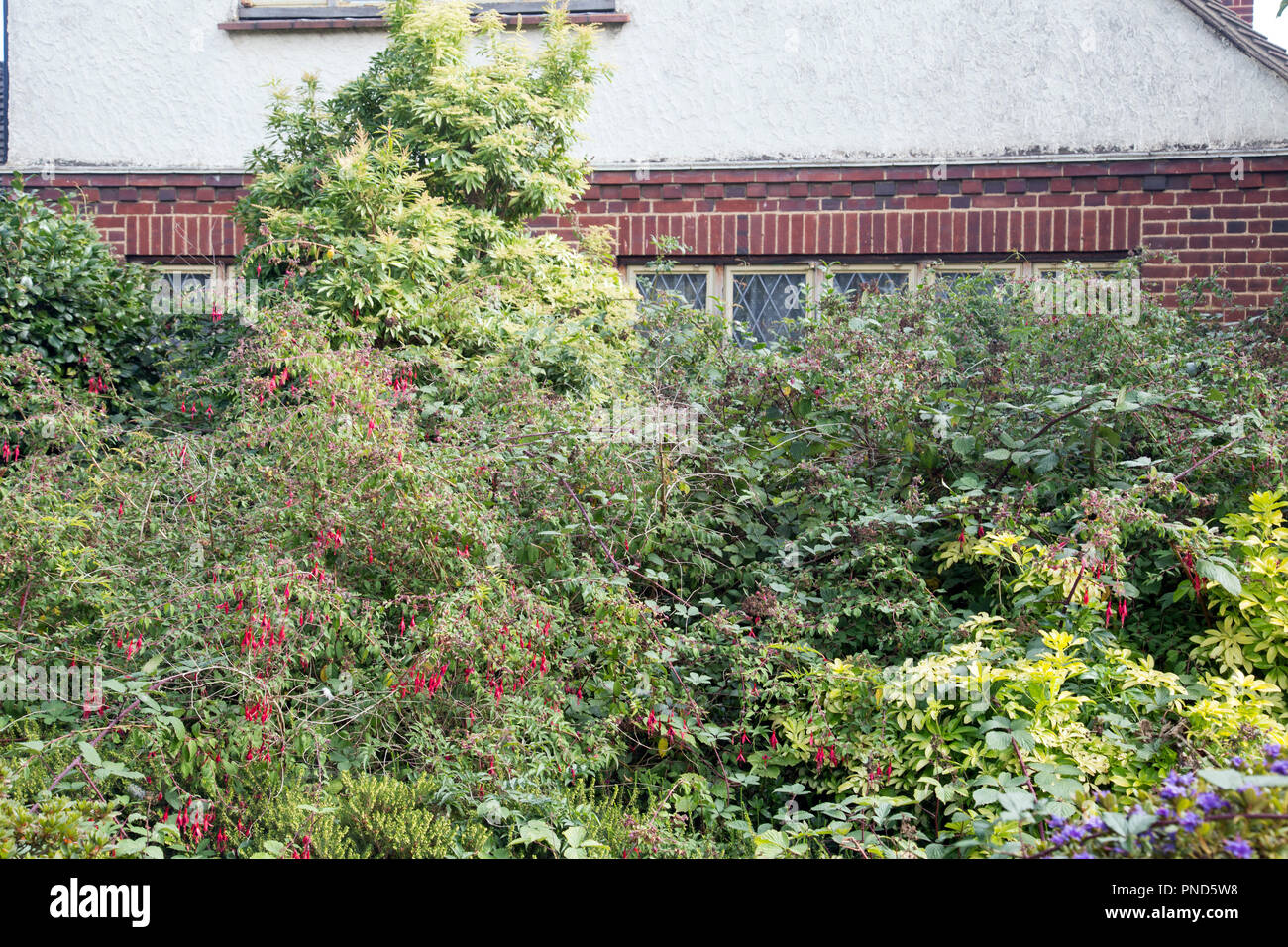 Sträucher in einem üppig bewachsenen Garten blockieren aus dem Fenster eines Hauses. Stockfoto