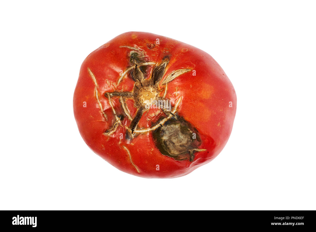 Verdorben, faule rote Tomaten auf weißem Hintergrund. Stockfoto