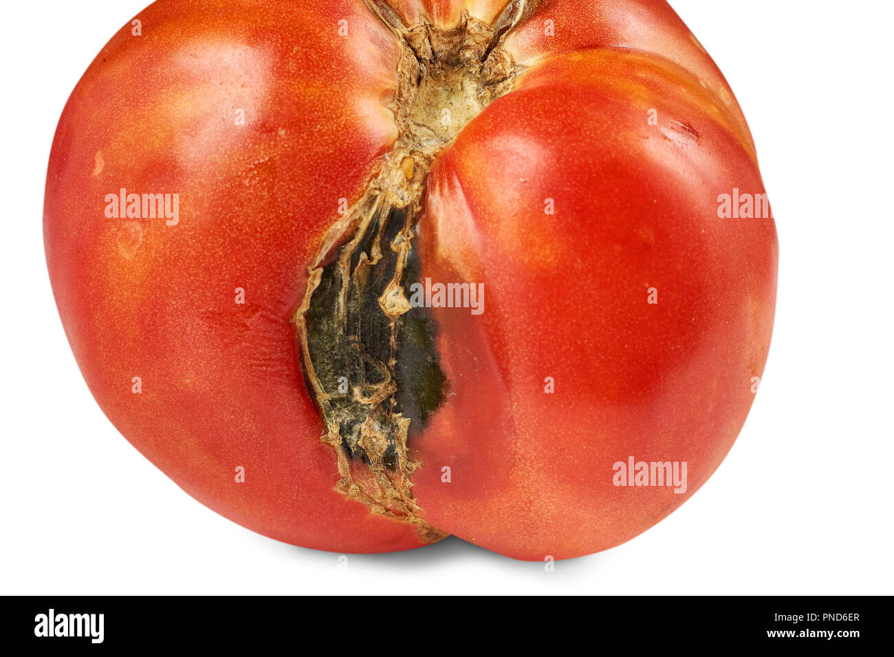 Verdorben, faule rote Tomaten auf weißem Hintergrund. Stockfoto