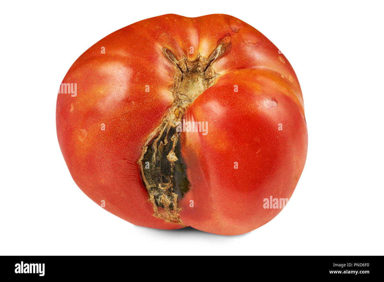 Verdorben, faule rote Tomaten auf weißem Hintergrund. Stockfoto