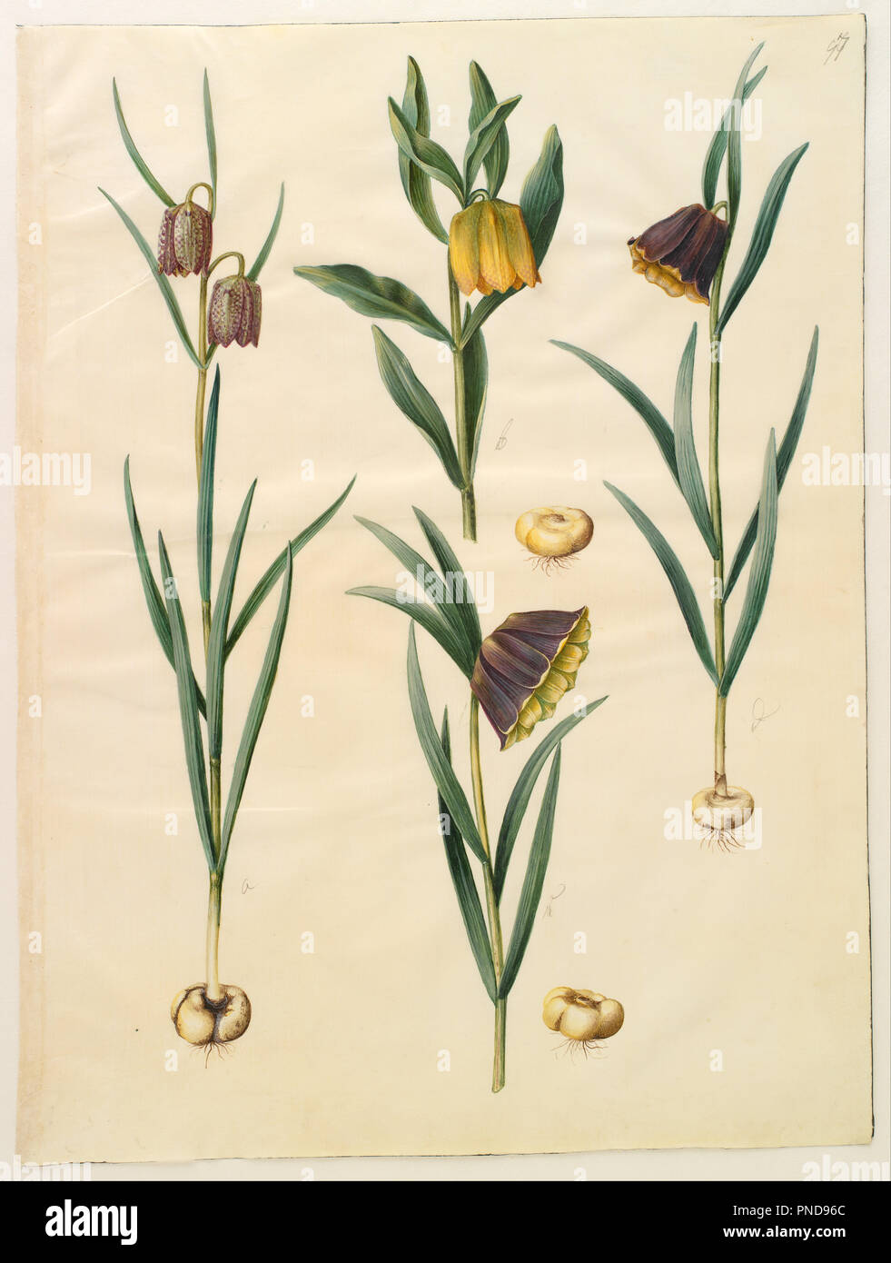 Fritillaria meleagris; Fritullaria lutea eller Fritullaria latifolia var lutea; Fritillaria pyrenaica. Datum/Zeitraum: von 1649 bis 1659. Malerei. Gouache. Höhe: 505 mm (19,88 in); Breite: 385 mm (15.15 in). Autor: Hans SIMON HOLTZBECKER. Stockfoto