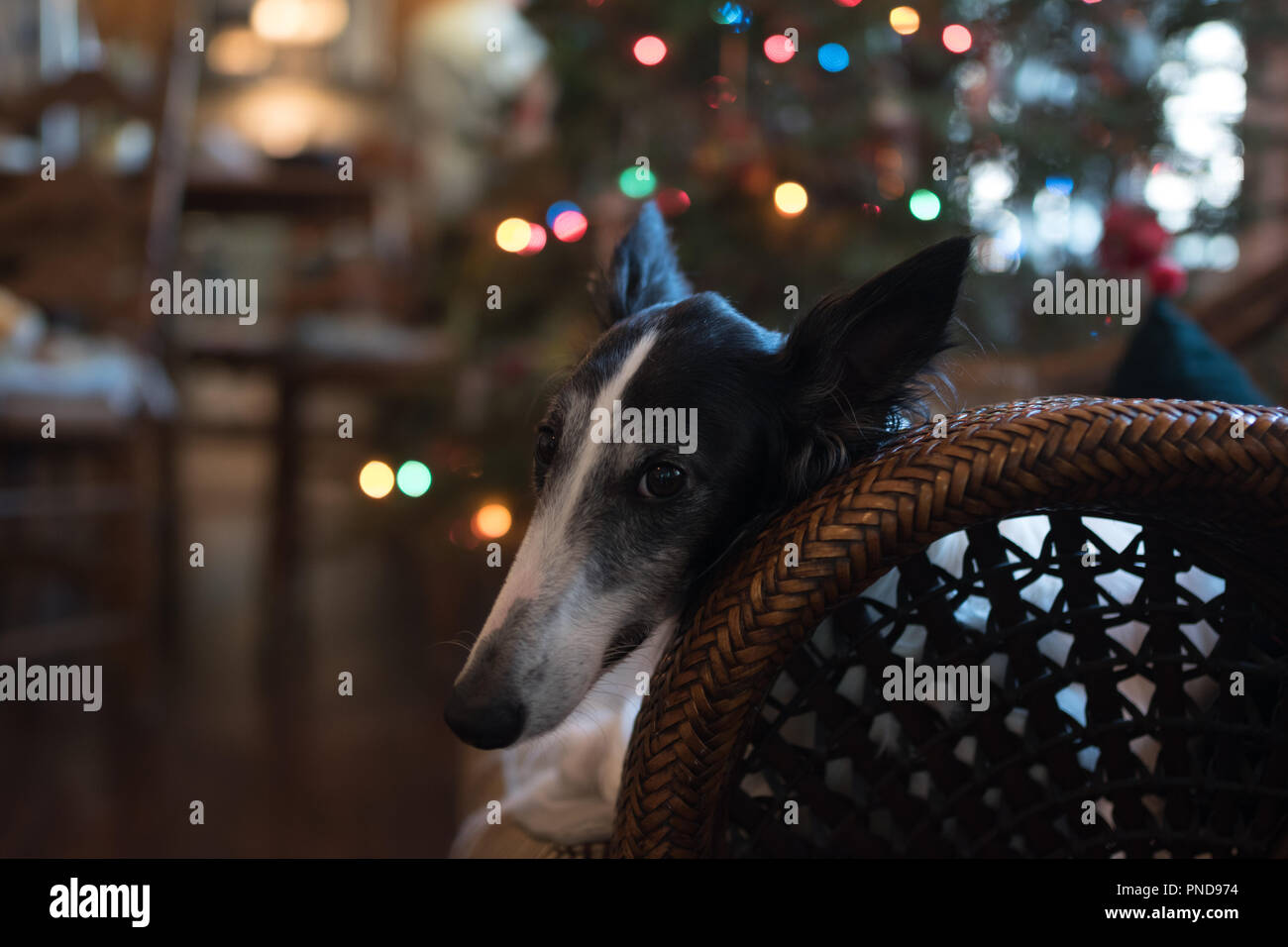 Hund entspannende Vor einem Weihnachtsbaum Stockfoto